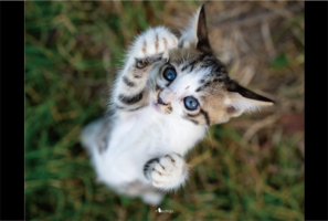 変身しちゃうの！？ネコが既視感のあるポーズをしていると話題に「シュワ〜ッチ！」「かわいい〜」