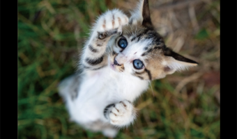 変身しちゃうの！？ネコが既視感のあるポーズをしていると話題に「シュワ〜ッチ！」「かわいい〜」