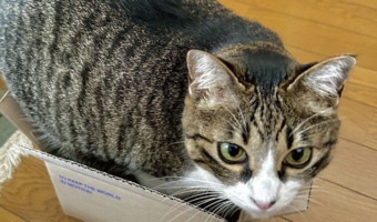 収まりきってない?小さなダンボール箱に入ろうとしているネコが話題に「あれぇ?この箱、ちっちゃくなったぁ?」