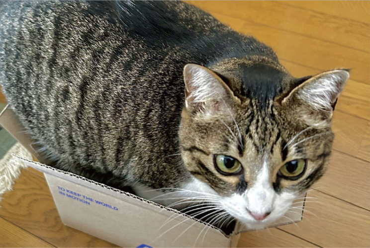 収まりきってない？小さなダンボール箱に入ろうとしているネコが話題に「あれぇ？この箱、ちっちゃくなったぁ？」