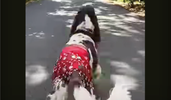 おさんぽ中のベリーダンサー ？インギーがヒップスカーフを腰に巻いて華麗なステップを披露！