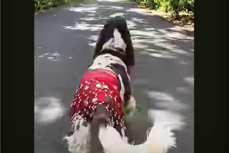 おさんぽ中のベリーダンサー ？インギーがヒップスカーフを腰に巻いて華麗なステップを披露！