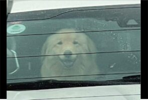 飼い主さん見ぃつけた！笑顔を浮かべ嬉しそうなゴールデンレトリバーが話題に