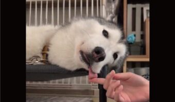 舌を出したまままどろんでいるハスキー犬。舌の収納をお手伝いする様子が話題に「ちゃんとしまえてお利口さん」「そのお手伝い最高」