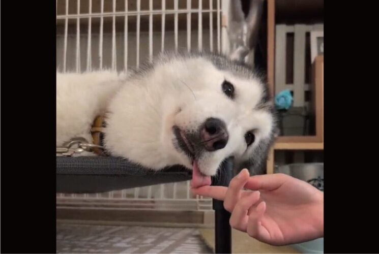舌を出したまままどろんでいるハスキー犬。舌の収納をお手伝いする様子が話題に「ちゃんとしまえてお利口さん」「そのお手伝い最高」