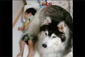 ハスキー犬は赤ちゃんが大好き！添い寝する姿が話題に「優秀なボディガード」「赤ちゃんがおふとんから落ちちゃう〜」