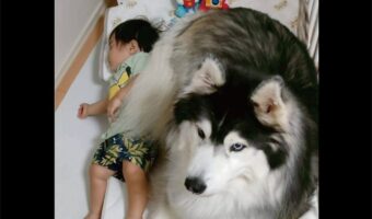 ハスキー犬は赤ちゃんが大好き!添い寝する姿が話題に「優秀なボディガード」「赤ちゃんがおふとんから落ちちゃう〜」