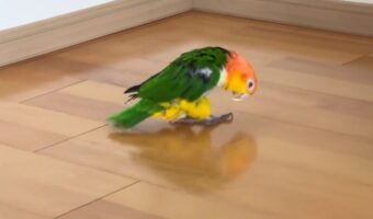 バックステップで移動するシロハラインコにハプニング！「こころなしか、いつもより猫背」「あれれ、どうしちゃった？」