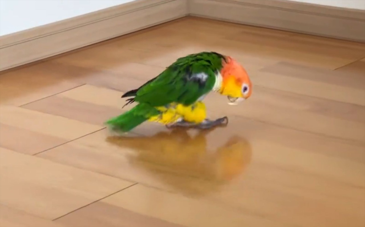 バックステップで移動するシロハラインコにハプニング!「こころなしか、いつもより猫背」「あれれ、どうしちゃった?」