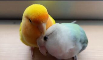 毛繕いしてほしがっているインコたち!毛玉のようなかわいい姿に「モフモフ感、かわいいですね~」