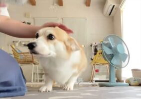 コーギーの耳がぺた～ん！耳がなくなる瞬間が話題に「すべての動きがかわいい」「お耳ないないだ！」