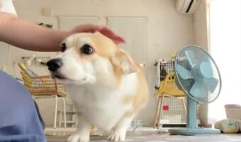 コーギーの耳がぺた～ん！耳がなくなる瞬間が話題に「すべての動きがかわいい」「お耳ないないだ！」