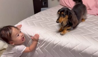 愛犬は赤ちゃんにとって最高のエンターテイナー!「赤ちゃんを楽しませようと遊んでくれてる」「気持ちが通じ合ってる」