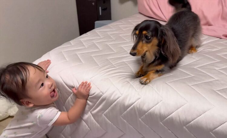 愛犬は赤ちゃんにとって最高のエンターテイナー！「赤ちゃんを楽しませようと遊んでくれてる」「気持ちが通じ合ってる」