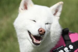 ドッグランで柴犬が見せてくれたあんよと笑顔がかわいすぎると話題に「肉球も笑顔も全部かわいい」「あんよが揃ってる」