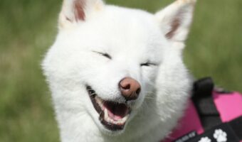 ドッグランで柴犬が見せてくれたあんよと笑顔がかわいすぎると話題に「肉球も笑顔も全部かわいい」「あんよが揃ってる」