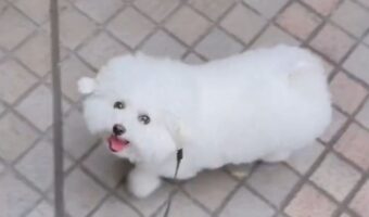 飼い主さんもおさんぽが楽しなっちゃう!チラッチラッと楽しんでるか確認してくるビションフリーゼがかわいすぎる「イイコチャンすぎる」「優しい」