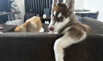 お迎えして2ヶ月のハスキー犬。くつろぎ方がクールでカッコよすぎる！！「イケワンがすぎますね！」