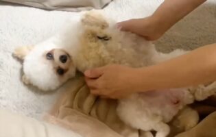 だっこで寝室に連れて行ってもらいたい！寝る時間になるとなぜかふにゃふにゃと立てなくなる愛犬が話題に「役者だね！」「甘えん坊ちゃん」