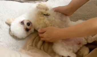 だっこで寝室に連れて行ってもらいたい!寝る時間になるとなぜかふにゃふにゃと立てなくなる愛犬が話題に「役者だね!」「甘えん坊ちゃん」