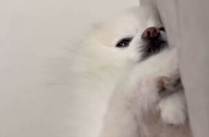 ポメラニアンはまだ起きたくない？それでも挨拶だけはしてくれる様子が話題に「おててをあげて挨拶してくれていますね～」
