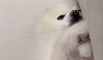 ポメラニアンはまだ起きたくない?それでも挨拶だけはしてくれる様子が話題に「おててをあげて挨拶してくれていますね~」