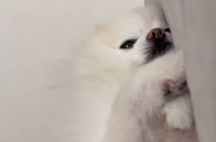 ポメラニアンはまだ起きたくない？それでも挨拶だけはしてくれる様子が話題に「おててをあげて挨拶してくれていますね～」