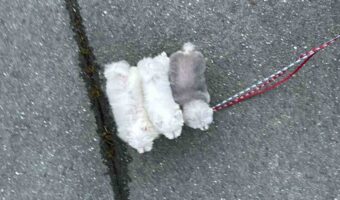 ぴったりくっついておさんぽする愛犬たち。握り寿司のように並ぶな姿が話題に「ネタ乗せ待ちのシャリ3貫」「どれも美味しそうで撫で回したいです」