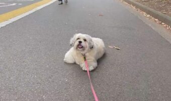 歩きたくなーい!おさんぽ中にゴロンとして歩くのを拒否する愛犬の姿が話題に「単に立ち止まるだけかと思いきや」「最高にかわいい」