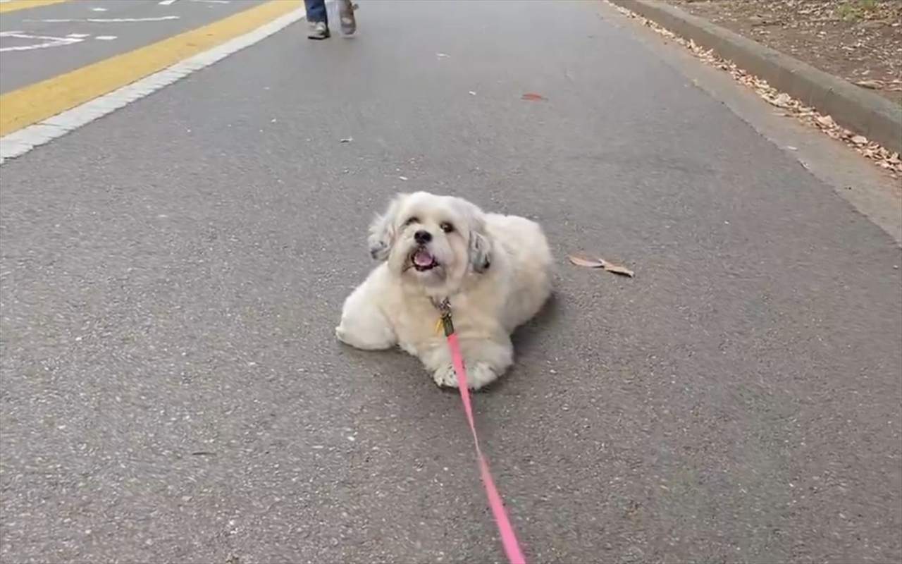 歩きたくなーい!おさんぽ中にゴロンとして歩くのを拒否する愛犬の姿が話題に「単に立ち止まるだけかと思いきや」「最高にかわいい」