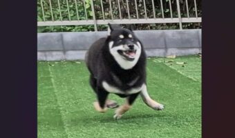 黒柴は手足が忙しそう!?走り回る姿が話題に「絡まりそうですね」「時空が歪んでない?」