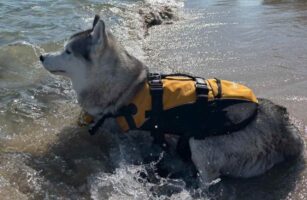 ライフジャケットを着たハスキー犬。キリっとしてカッコいいので救助犬のようだけど・・、泳ぐのは苦手！？「いつでも救助に行けますってオーラある」
