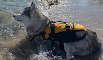 ライフジャケットを着たハスキー犬。キリっとしてカッコいいので救助犬のようだけど・・、泳ぐのは苦手!?「いつでも救助に行けますってオーラある」
