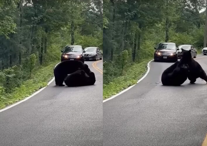 路上での喧嘩を捉えた映像がスゴイ！あまりの迫力に車も近づけず渋滞まで発生！
