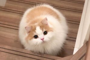 ネコが階段で待ち構えている！毛玉すぎる愛らしいフォルムとつぶらな瞳に反響「写真から伝わるモフモフさ」「待ち構えられていたい」