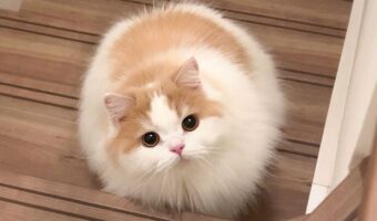 ネコが階段で待ち構えている!毛玉すぎる愛らしいフォルムとつぶらな瞳に反響「写真から伝わるモフモフさ」「待ち構えられていたい」