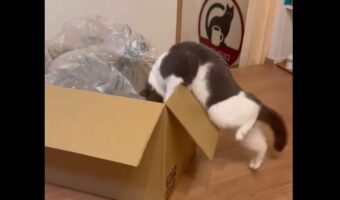 ダンボールに入りたいネコ。その奮闘の様子が話題に「声を出して笑ってしまった」「ジタバタがかわいすぎ」