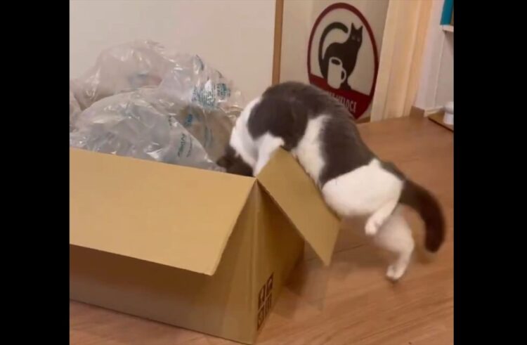 ダンボールに入りたいネコ。その奮闘の様子が話題に「声を出して笑ってしまった」「ジタバタがかわいすぎ」
