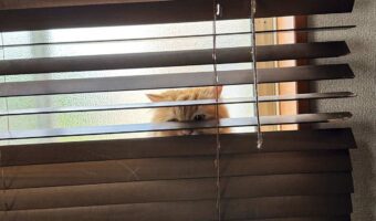 愛猫がいないので探したら・・、ブラインド裏で張り込んでいるところを発見!!「アンパンお持ちしました!!」「あれがホシニャ」