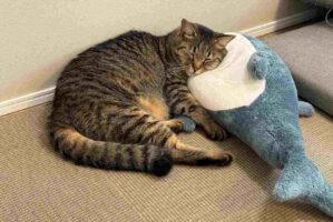 ぬいぐるみをいっぱいこねて満足！ぐっすり眠るネコが話題に「寝床に連れて行ってあげねば」「やりとげた職人の休息」