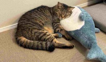 ぬいぐるみをいっぱいこねて満足！ぐっすり眠るネコが話題に「寝床に連れて行ってあげねば」「やりとげた職人の休息」