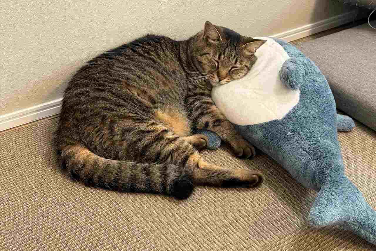 ぬいぐるみをいっぱいこねて満足!ぐっすり眠るネコが話題に「寝床に連れて行ってあげねば」「やりとげた職人の休息」
