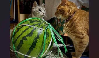 猫がスイカで揉めている?スイカの前で対峙する姿が話題に「負けられない戦い」「ネコパンチでスイカ割り対決ですか?」