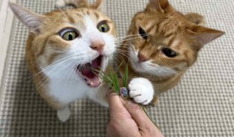 独り占めする気満々!猫草をめぐるネコたちの姿が話題に「2匹の表情がたまらん」「これは僕のって顔してる」