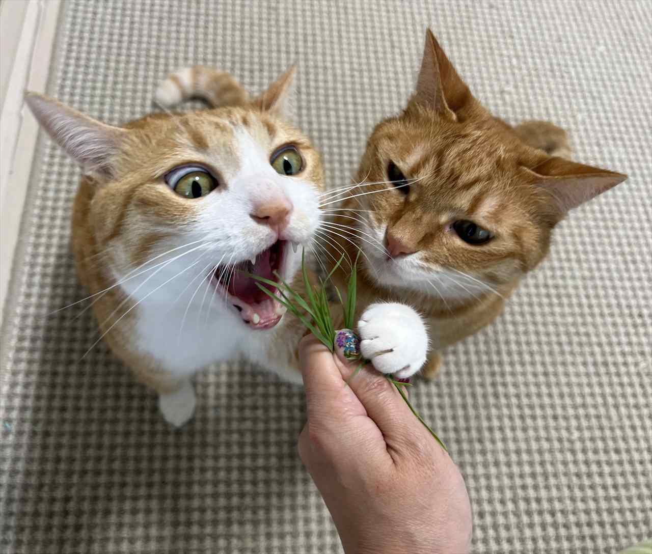 独り占めする気満々!猫草をめぐるネコたちの姿が話題に「2匹の表情がたまらん」「これは僕のって顔してる」