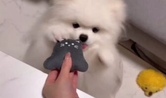 新しいぬいぐるみと対面したポメラニアン。うれしそうなリアクションがかわいすぎると話題に「ぬいぐるみよりかわいいの反則」