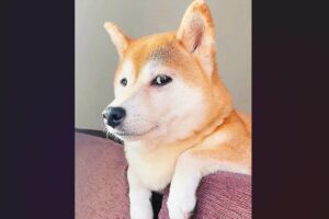 聞き耳を立てる柴犬が話題に「今ドッグランって言った？」「期待してるが悟られないようにしてる顔ですね」