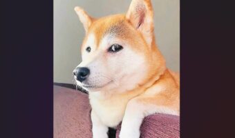 聞き耳を立てる柴犬が話題に「今ドッグランって言った?」「期待してるが悟られないようにしてる顔ですね」