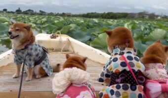 かわいすぎる船頭さん!船の先にお座りする柴犬がかわいすぎる!「観蓮クルーズとは優雅ですね~」「柴犬だから浴衣似合うのでしょうね」