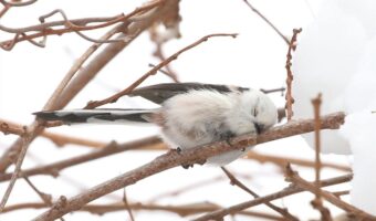 木の枝に停まり眠るシマエナガ。寝姿がかわいすぎると話題に「完全にコテン寝してる」「存在するだけでかわいいのに、この寝姿は反則」